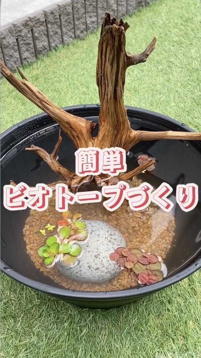 簡単ビオトープづくり