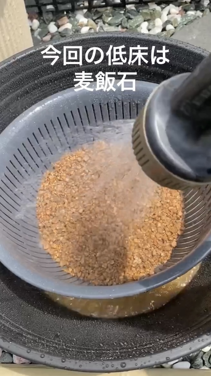 簡単ビオトープづくり、低床の麦飯石を入れる