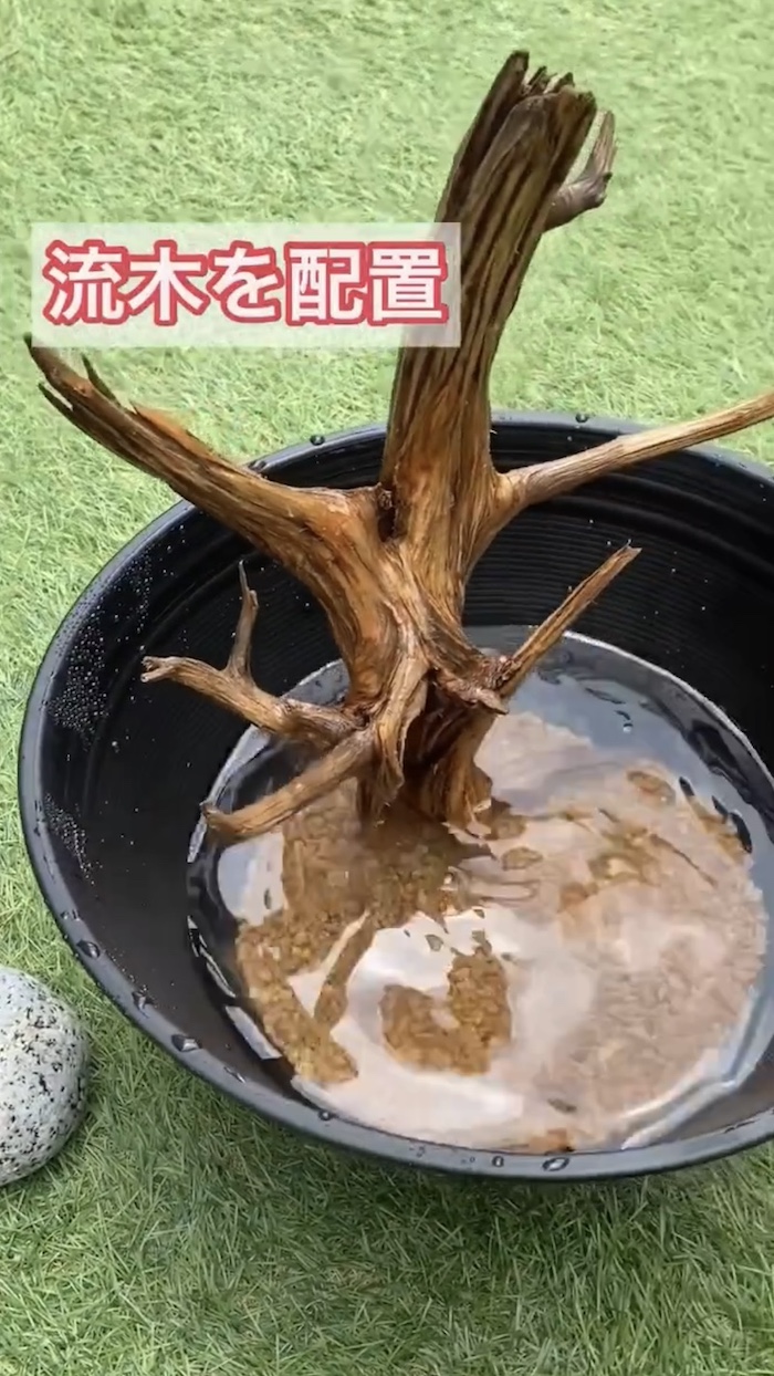 簡単ビオトープづくり、流木を配置