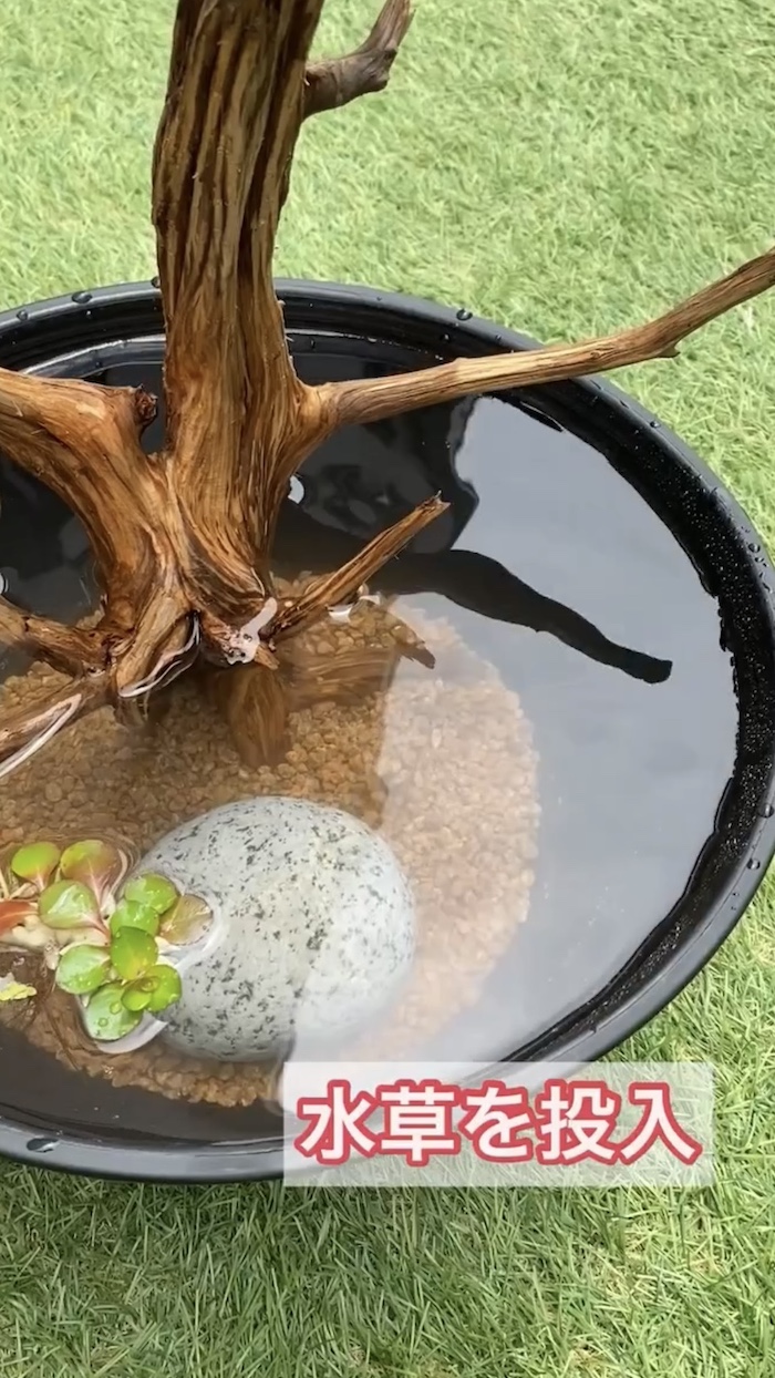 簡単ビオトープづくり、水草を入れる