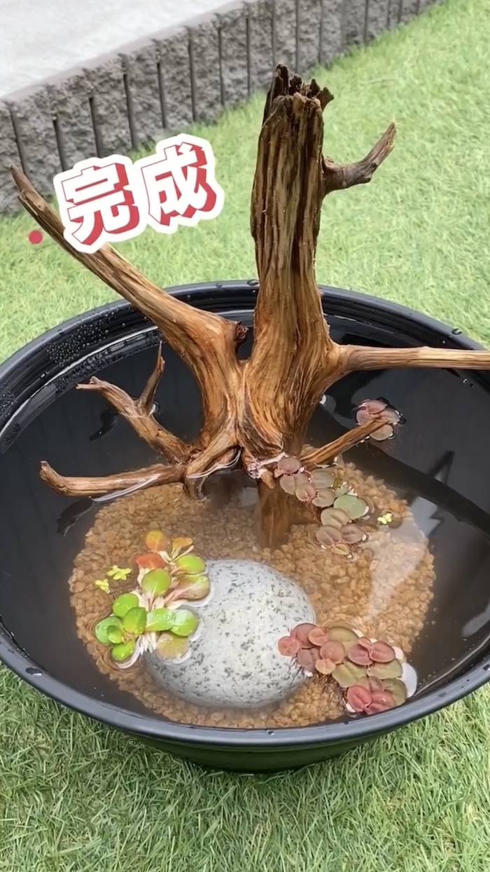 簡単ビオトープづくり、完成