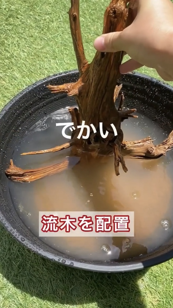 簡単ビオトープづくり、流木を配置