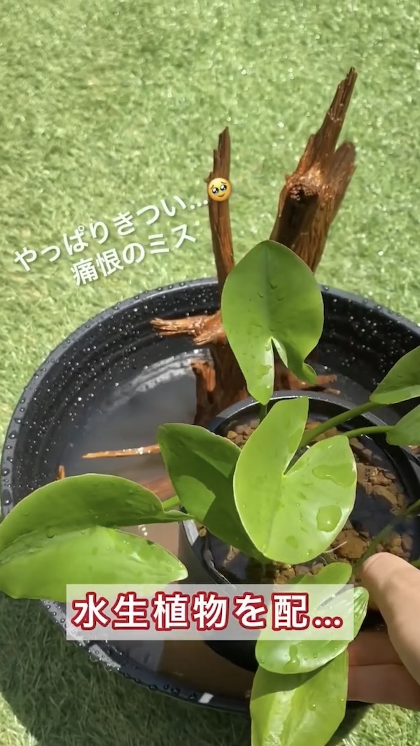 簡単ビオトープづくり、水生植物を配置