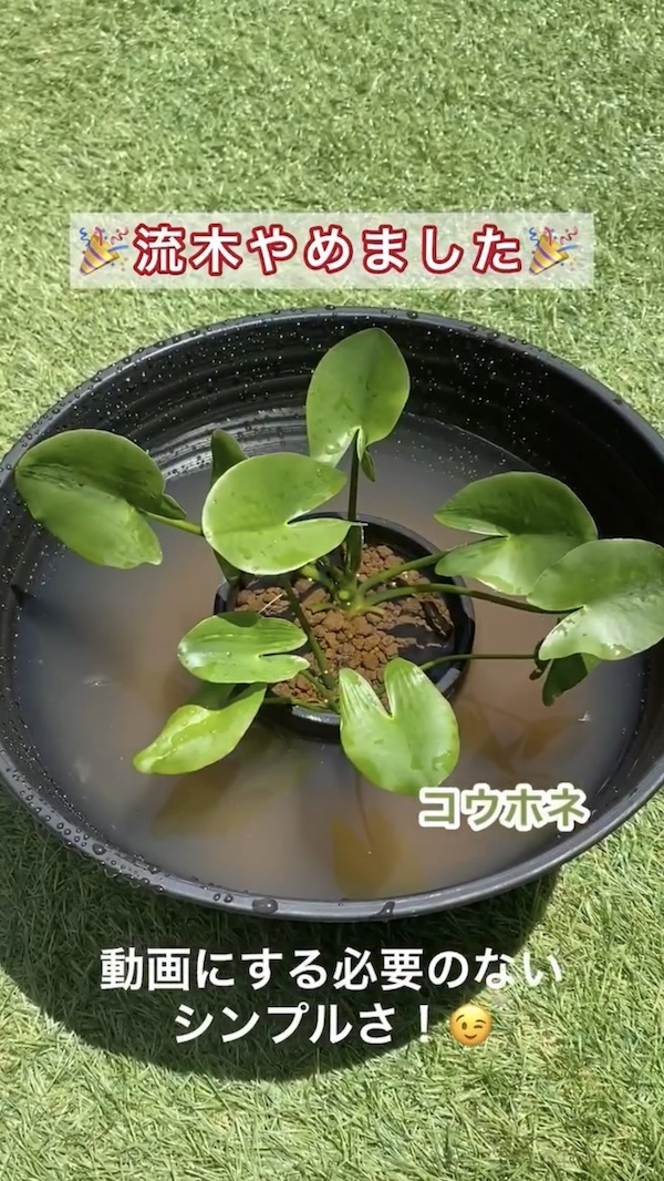 簡単ビオトープづくり、流木やめました