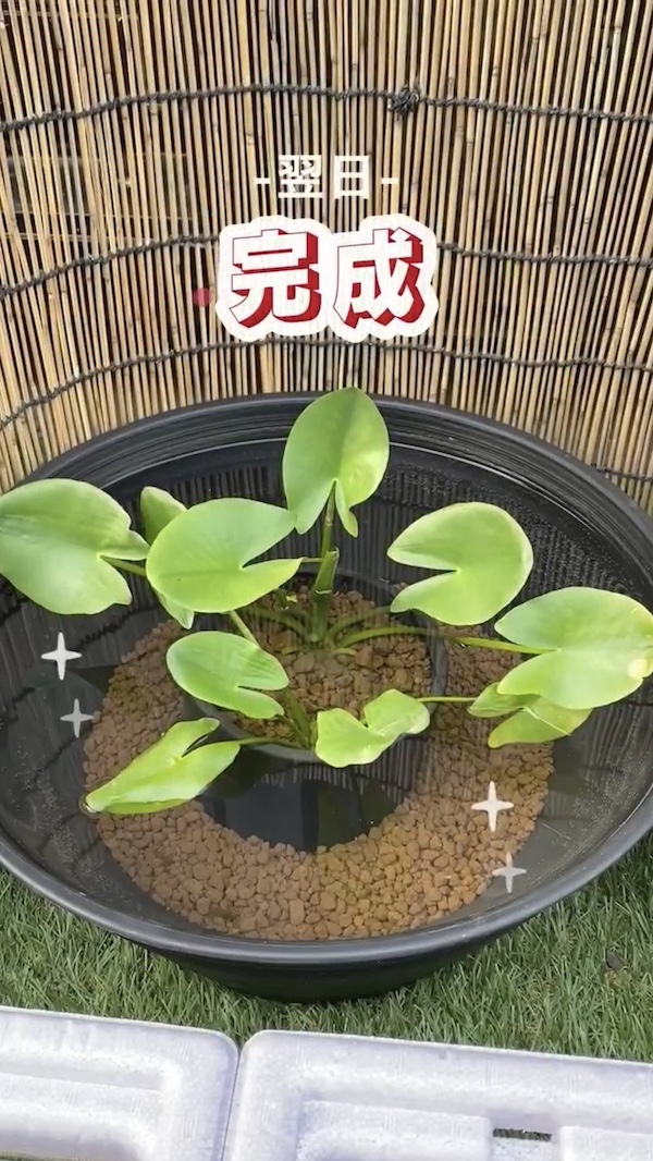 簡単ビオトープづくり、完成