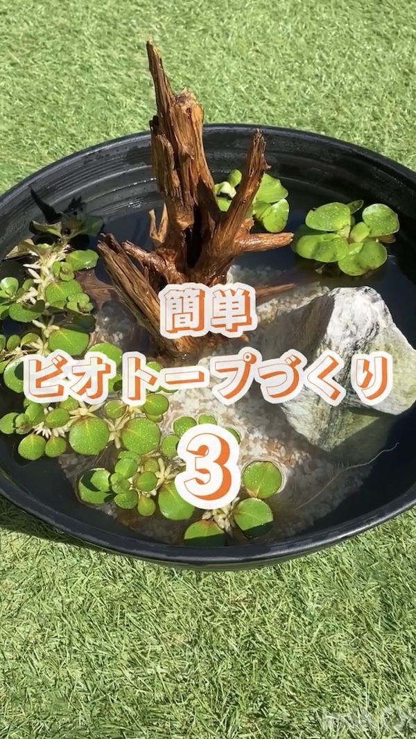 簡単ビオトープづくり