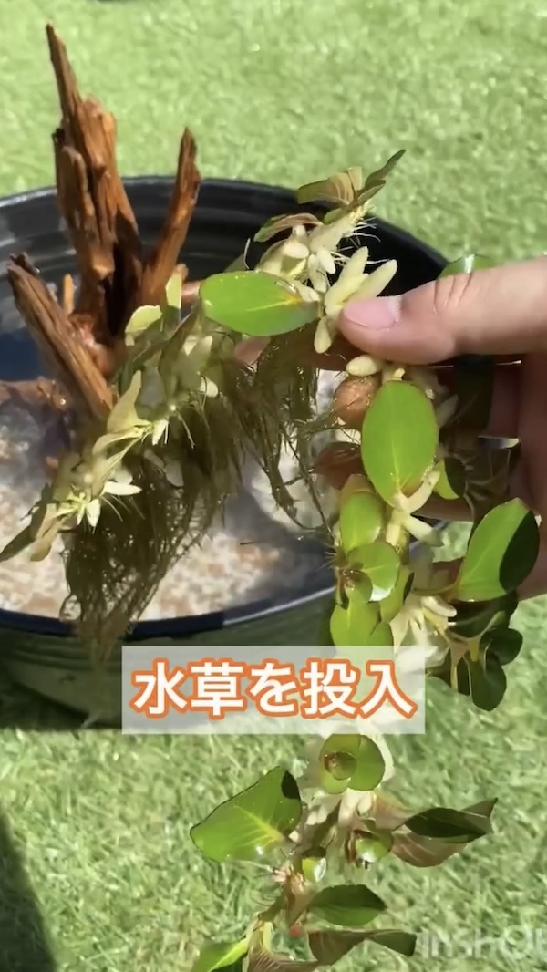 簡単ビオトープづくり、水草を入れる
