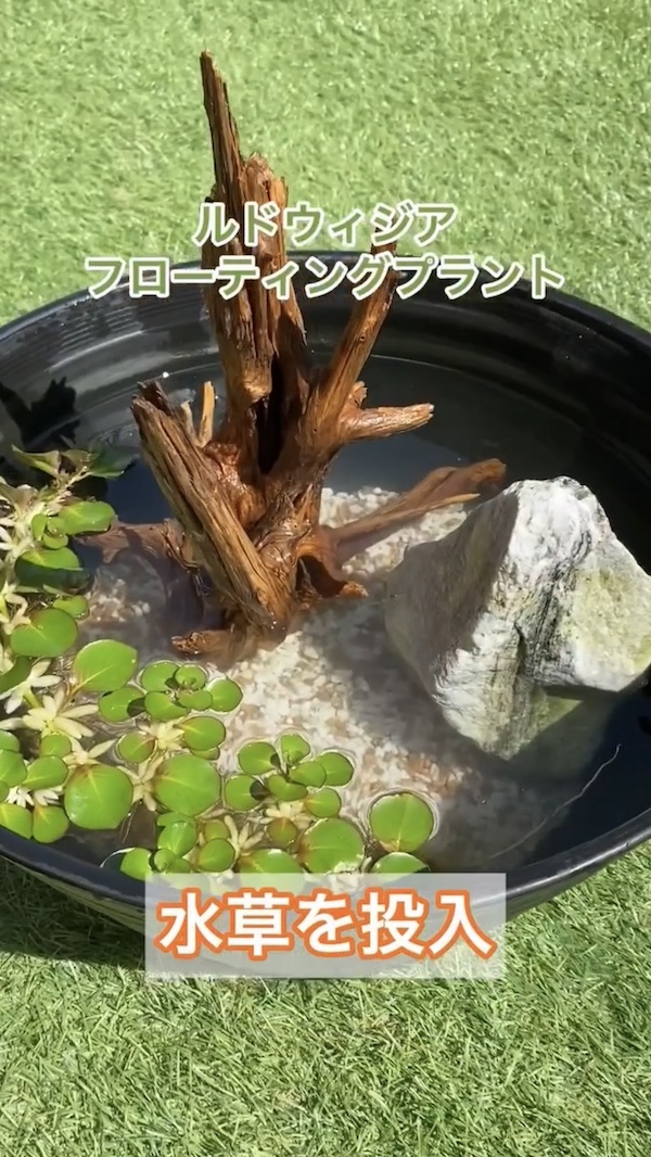 簡単ビオトープづくり、水草を入れる（ルドウィジアフローティングプラント）