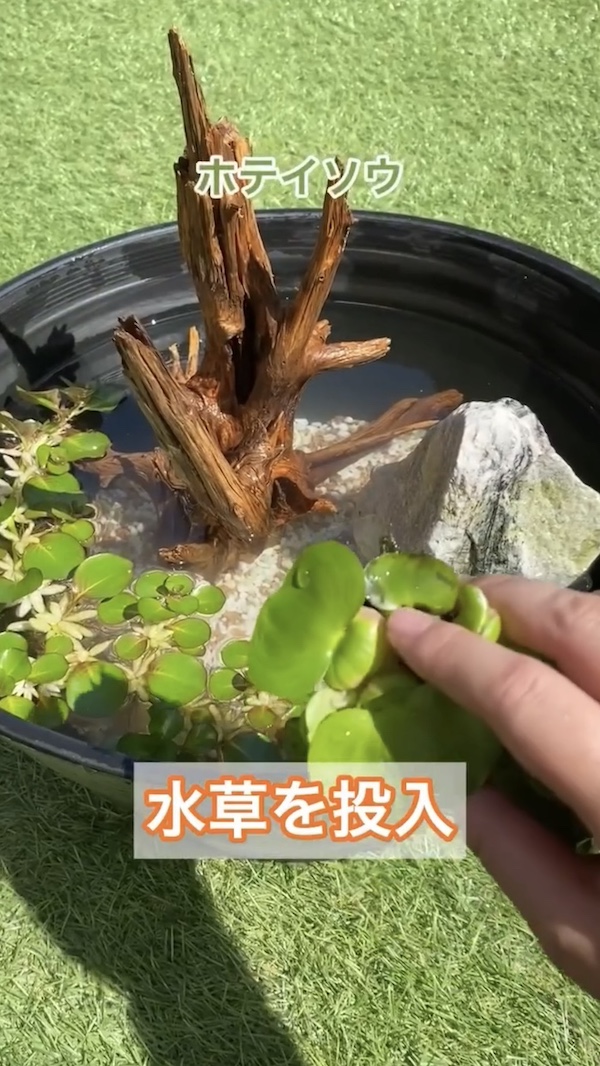簡単ビオトープづくり、水草を入れる（ホテイソウ）