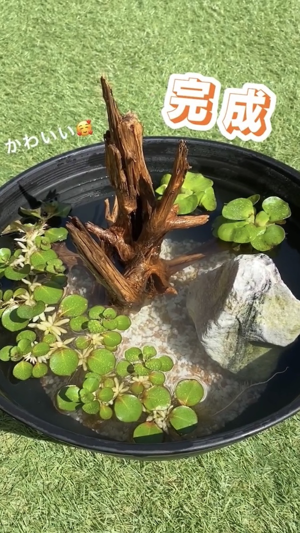 簡単ビオトープづくり、完成