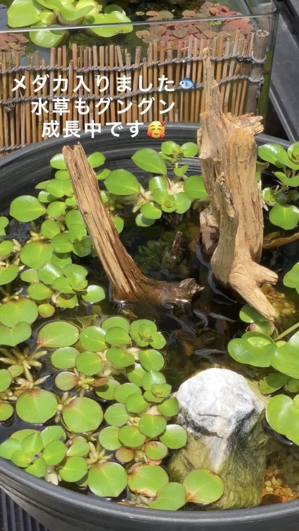 簡単ビオトープづくり、メダカが入り水草も成長中