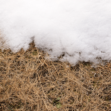 茶色くなった天然芝と雪