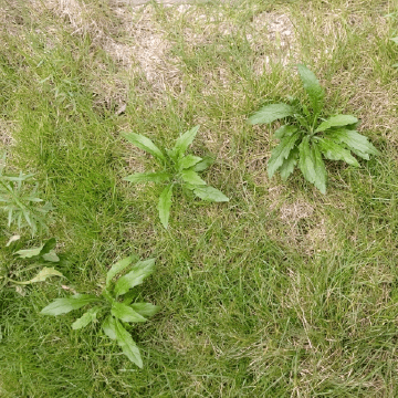 雑草が生えた天然芝