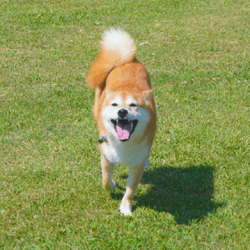天然芝で駆けまわる犬