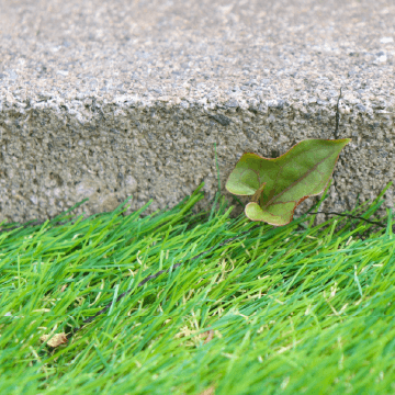 天然芝の隅から生える雑草